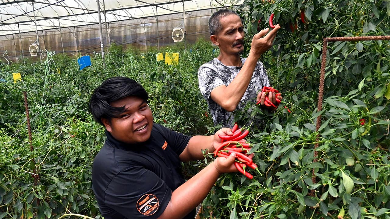 Nekad Berhenti Kerja Kilang Selepas 20 Tahun, Bapa 4 Anak Raih RM3,000 Sebulan Menerusi Projek Cili Fertigasi