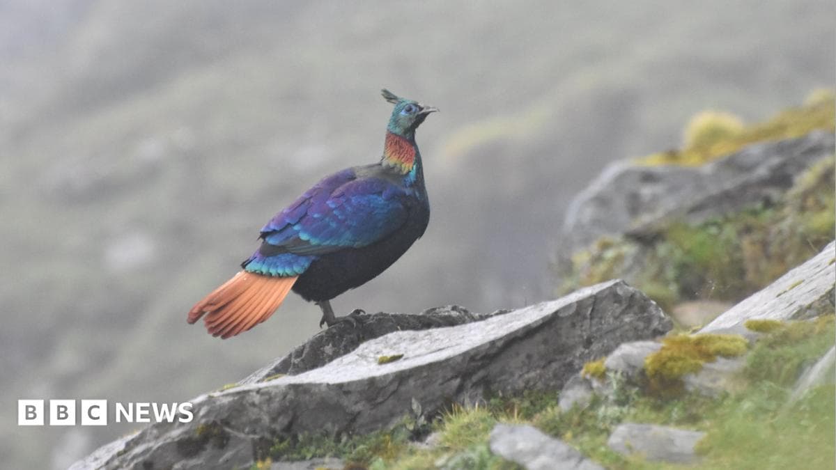 Tertekan Dengan Bunyi Bising Manusia, Burung Monal Himalaya Terpaksa ‘Menjerit’ Pic Tinggi