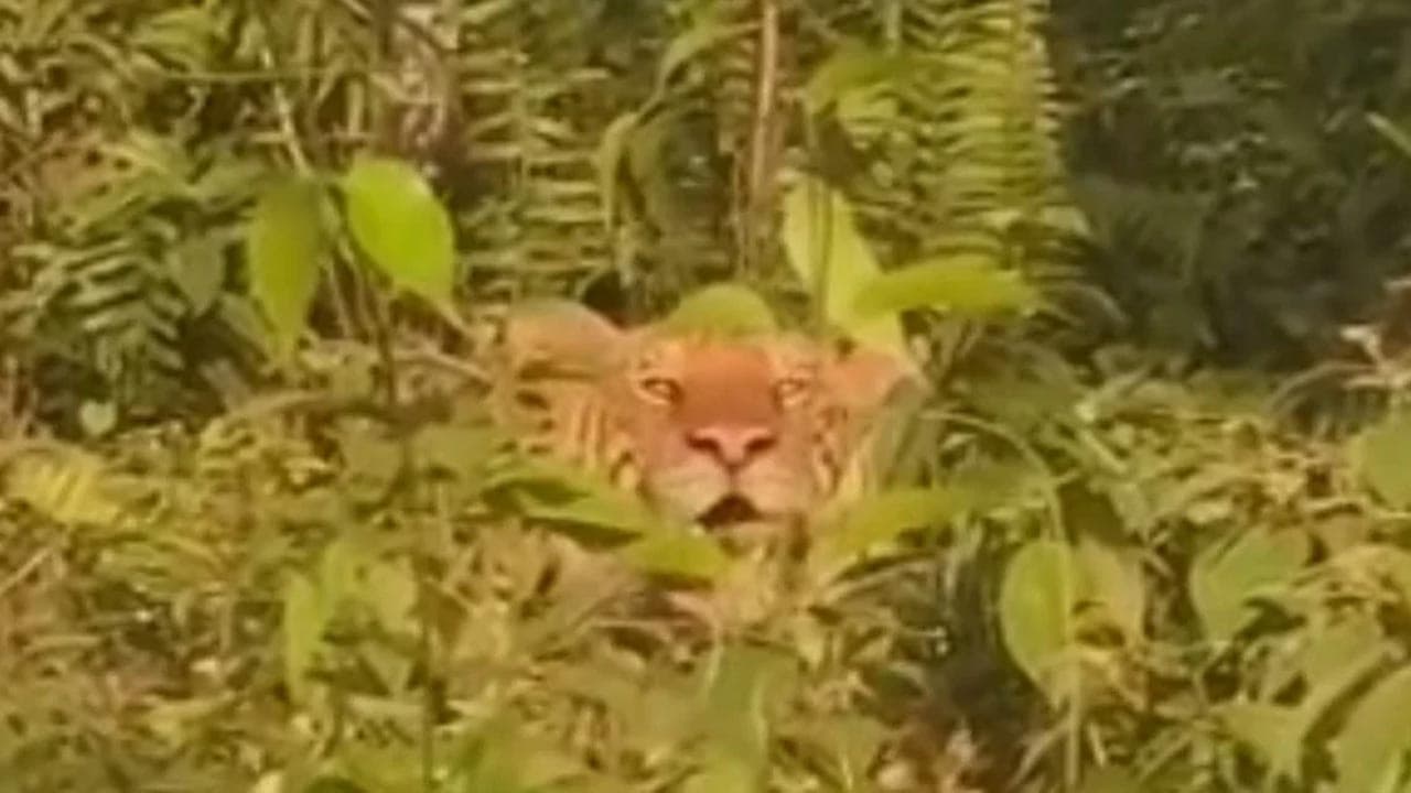 Kelibat Kian Kerap: Perhilitan Perak Hanya Tangkap Dan Pindah Harimau Belang Jika Ada Ancaman Nyata