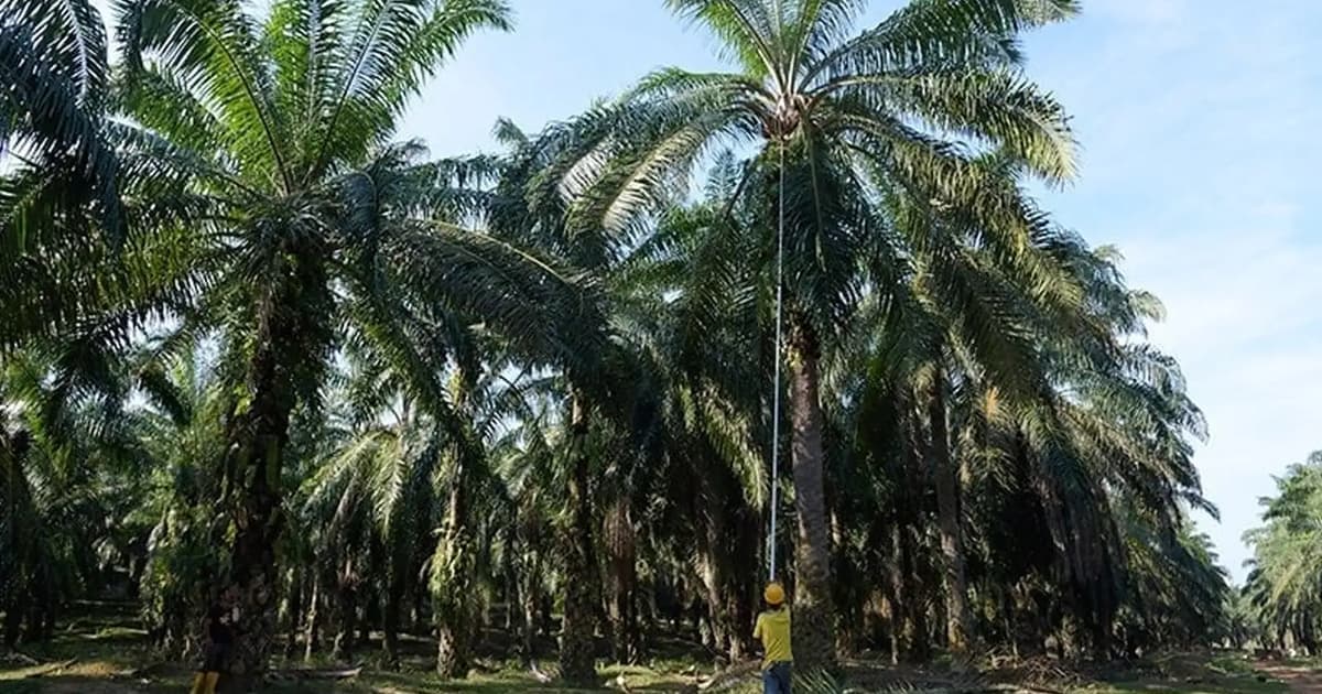 Pokok Tua Hasil Menjunam: Skim TSPKS 2.0 Tawar Geran 50% & Bayaran Ditangguh 4 Tahun
