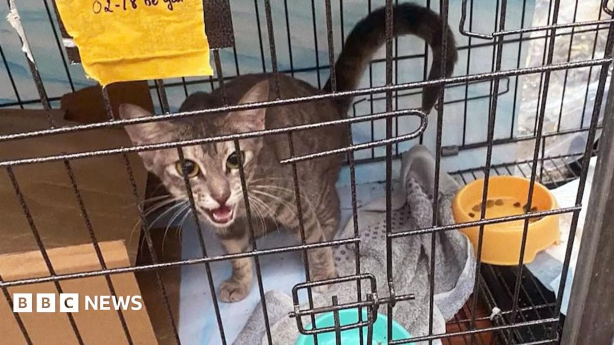 Sindiket Curi 2,700 Ekor Kucing Tumpas Di Vietnam, Umpan Ikan Tengah Malam Untuk Dijual Ke Restoran