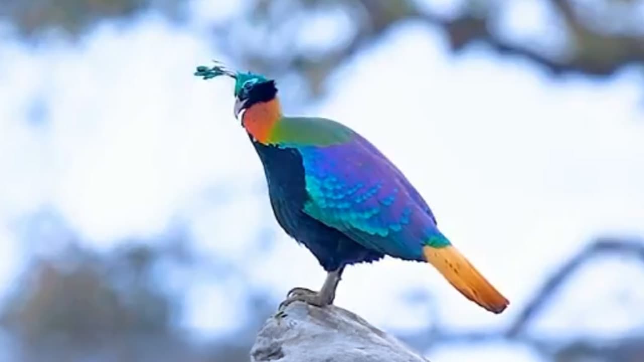 Tertekan Bunyi Bising Manusia: Burung Monal Himalaya Terpaksa Ubah Nada Kicauan & ‘Pindah Rumah’